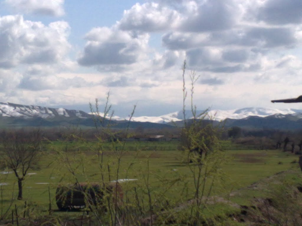 Ehmedalilar