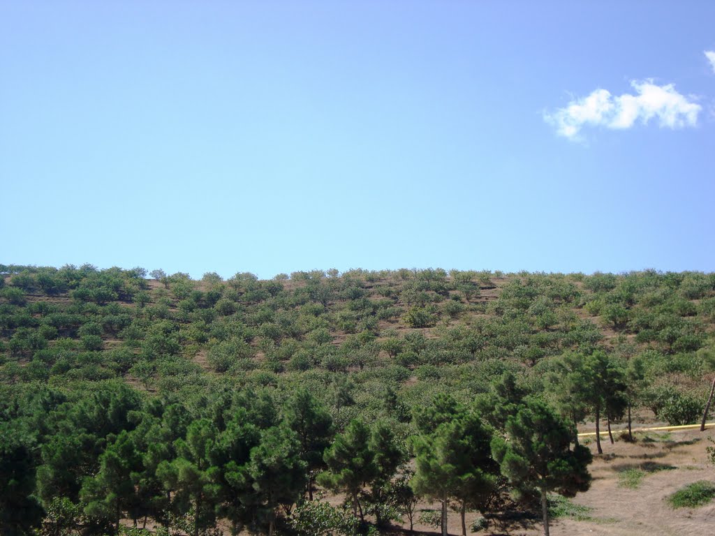 29.08.2011 Şabran