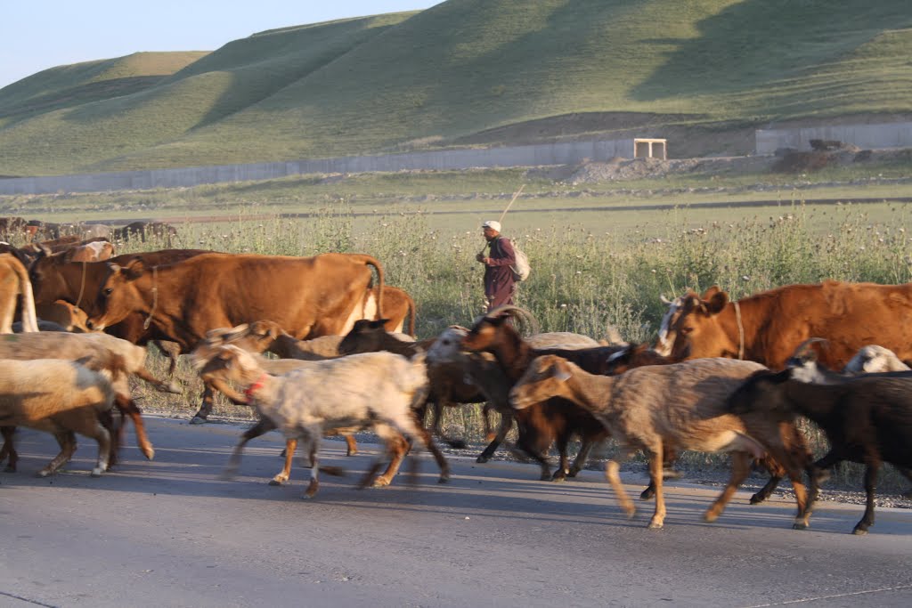 Shepherd at work. Azrbaijan. Пастух за работой. Азербайджан