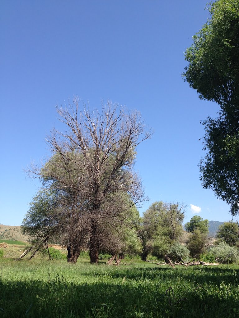 ارسباران