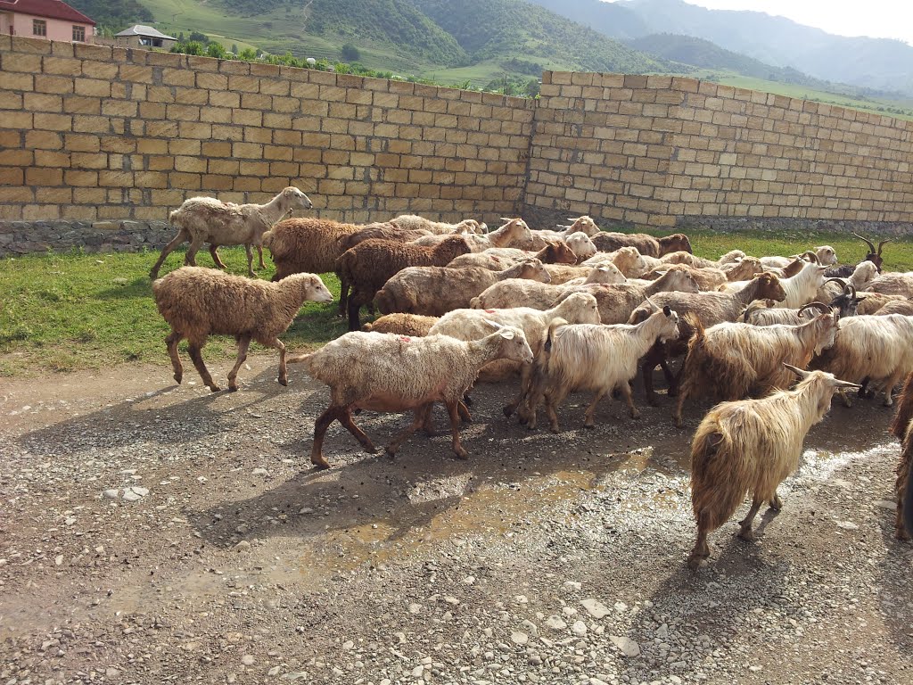 Ismayilli Culyan kendi