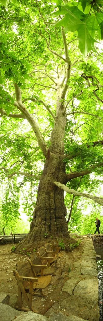 Nagorno-Karabakh Republic, giant plane tree near spring in Tyak village | Нагорно-Карабахская республика, огромный платан рядом с родником в деревне Тяк