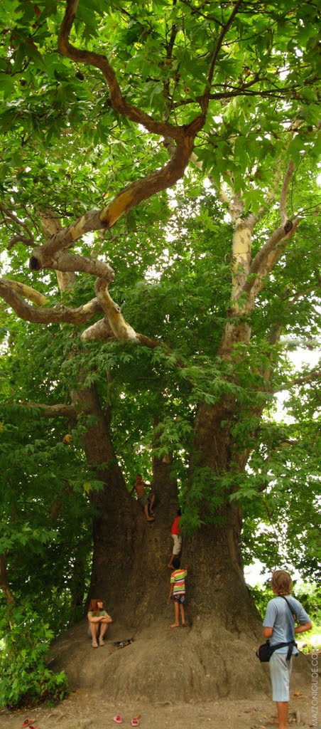 Nagorno-Karabakh Republic, 2000-years plane tree near Skhtorashen village | Нагорно-Карабахская республика, 2000-летний платан неподалёку от деревни Схторашен