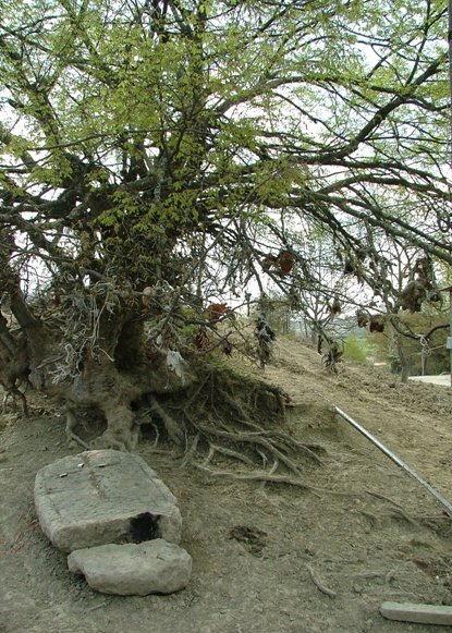 A sacrificial tree, Taghavart, Martuni region, Nagorno-Karabakh Republic