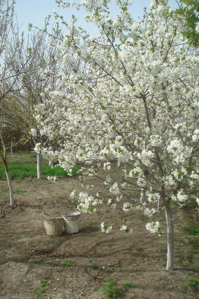 16.04.2011 Bərdə