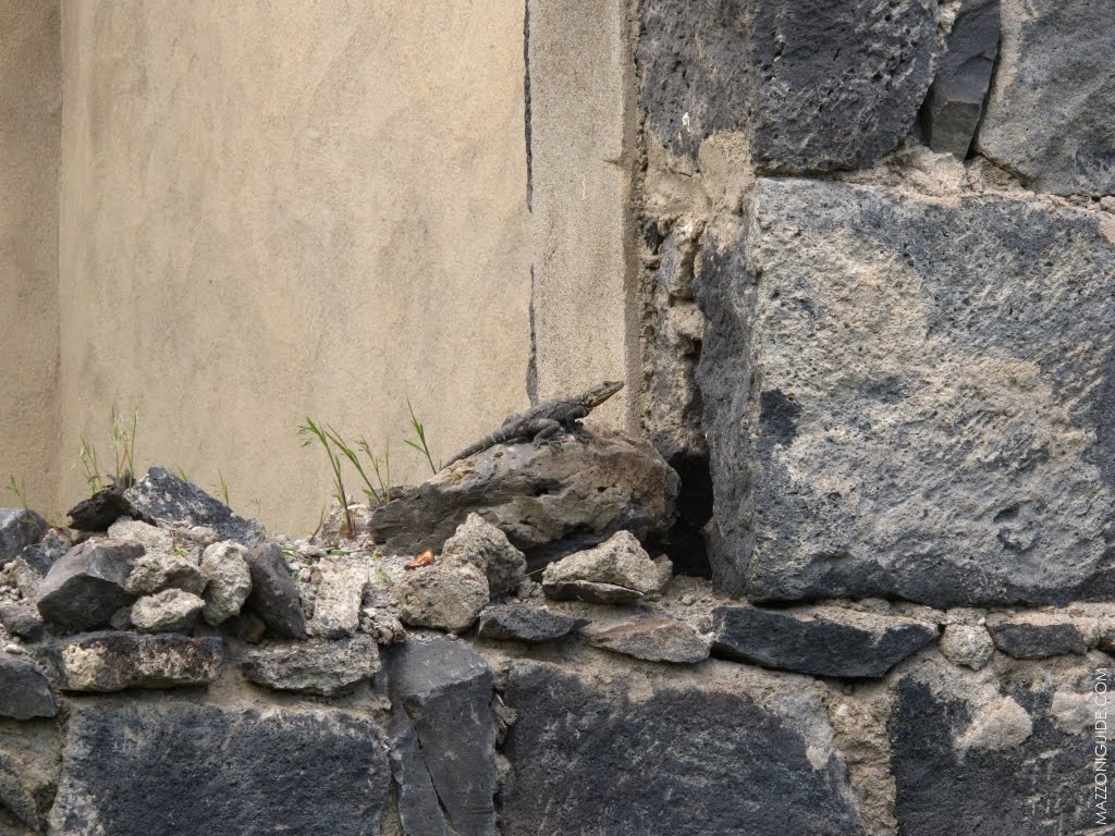Lizzard in Karvajar