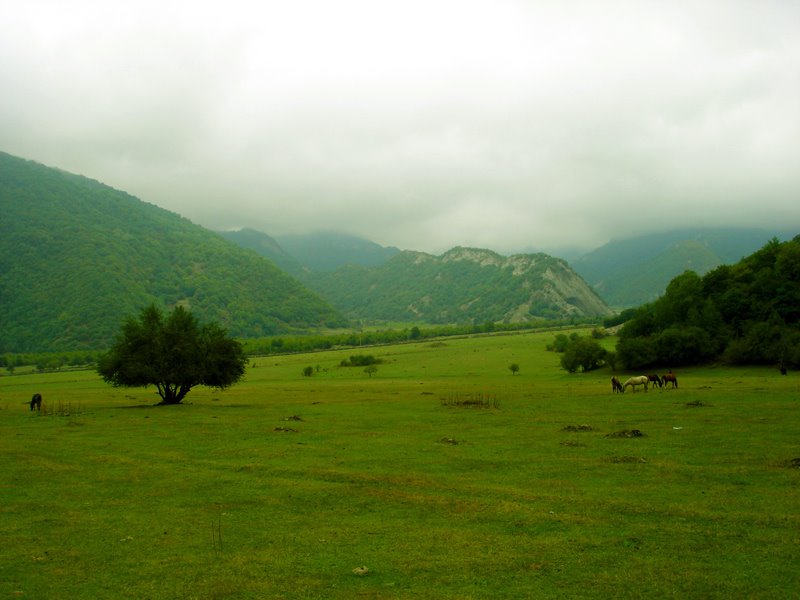 Göyçay