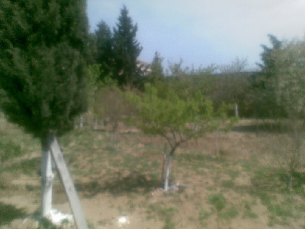 Our garden in Mashtaga