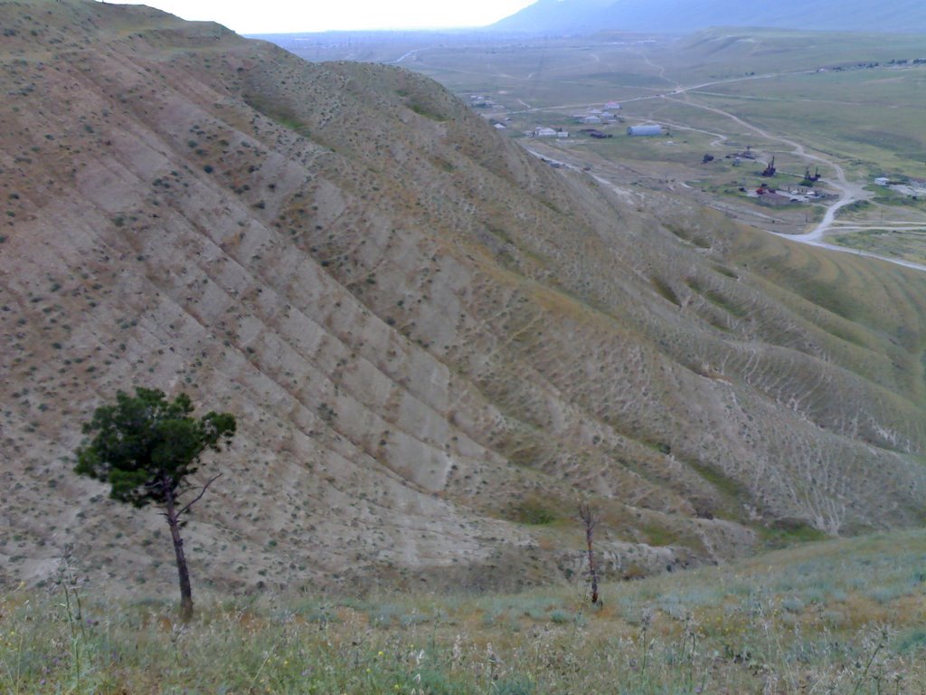 Su ambari