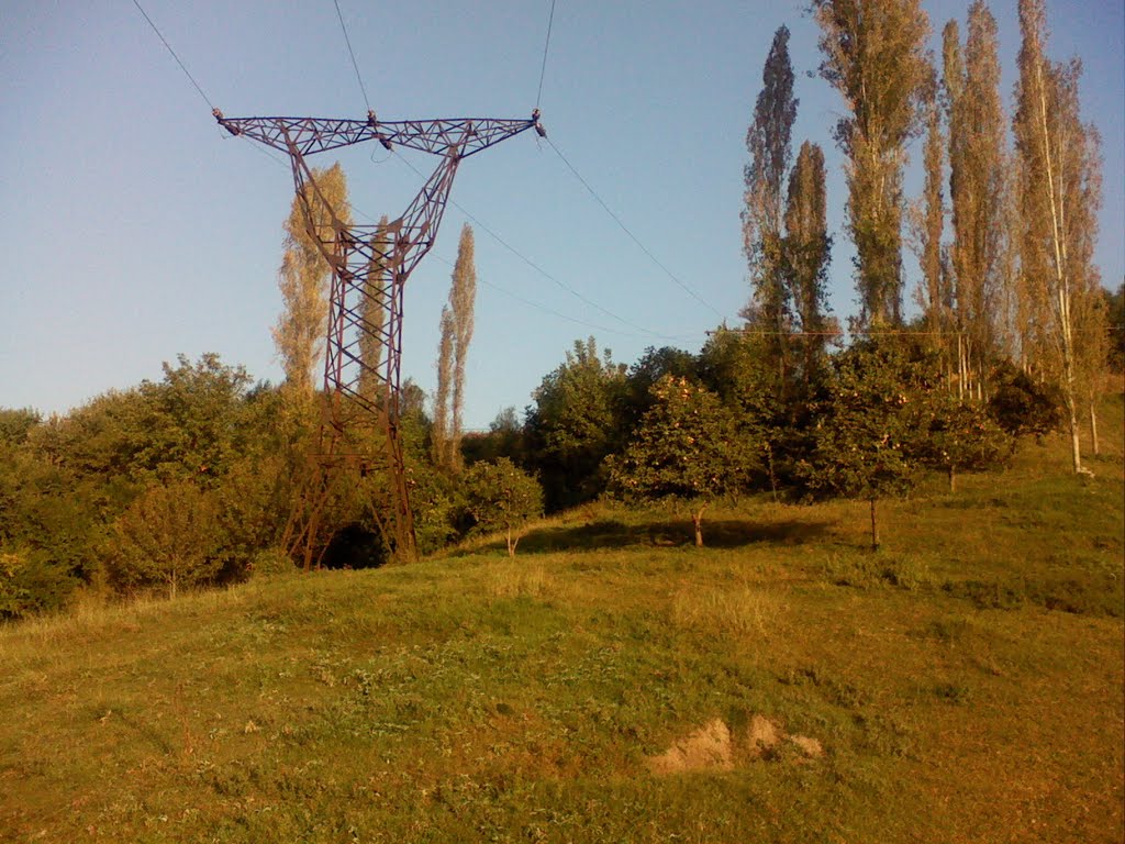Qazgulu. "demir agac"