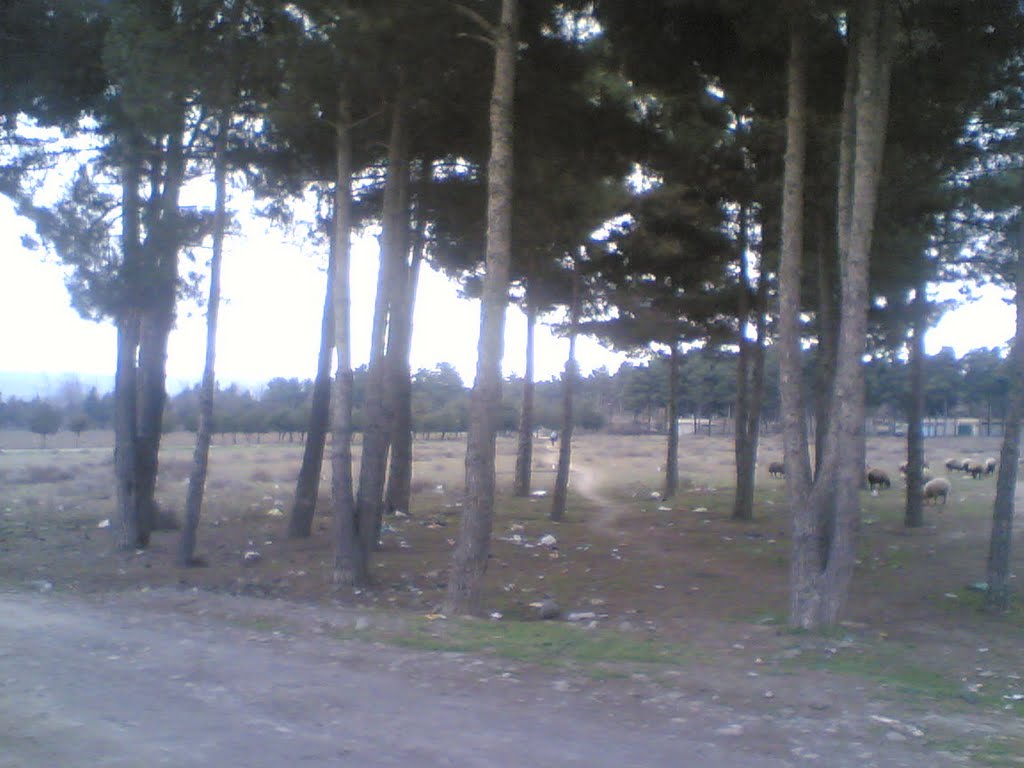 Aslanduz Qaraqabağ