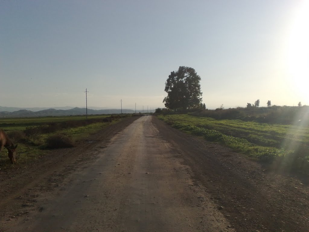 Elhmedalilar k. Cinar