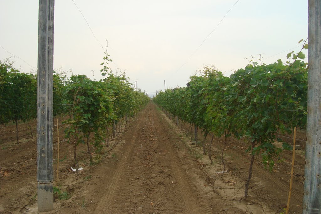 Vineyard Az-rus Dostluq ASC