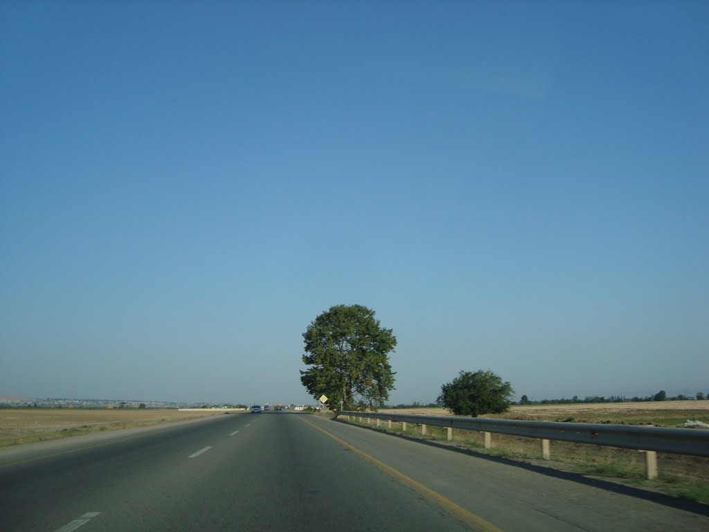 Dolyar