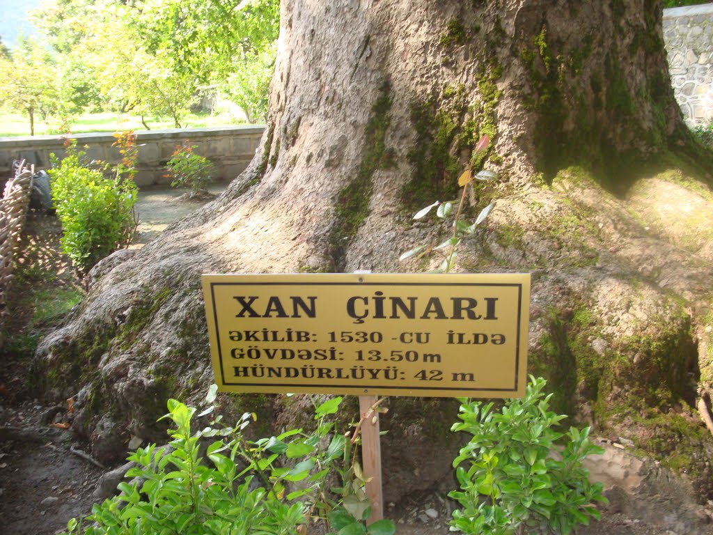 Şəki xan cinari