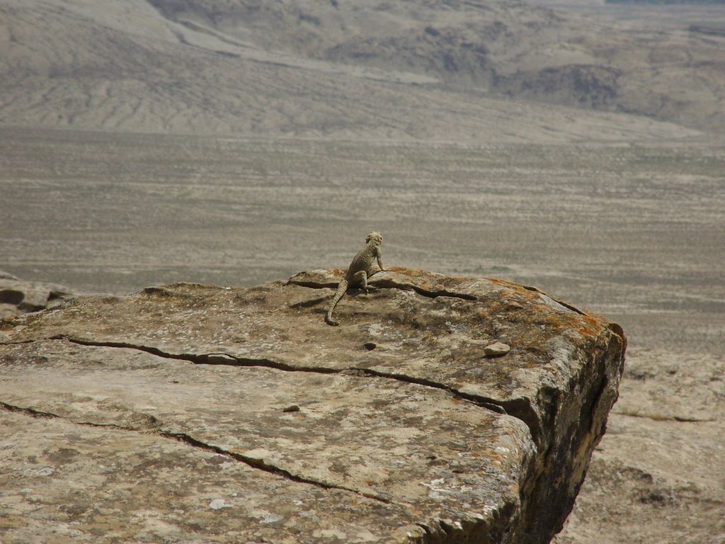 Lizard kingdom