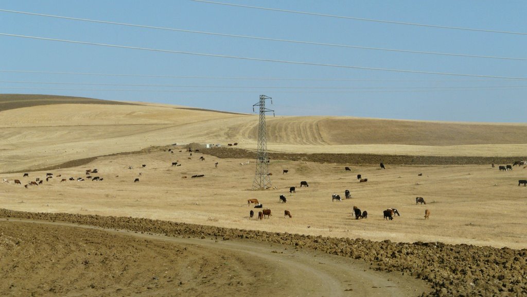 دشت مغان