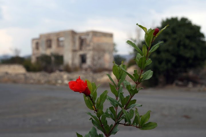 Agdam. Nar ciceyi