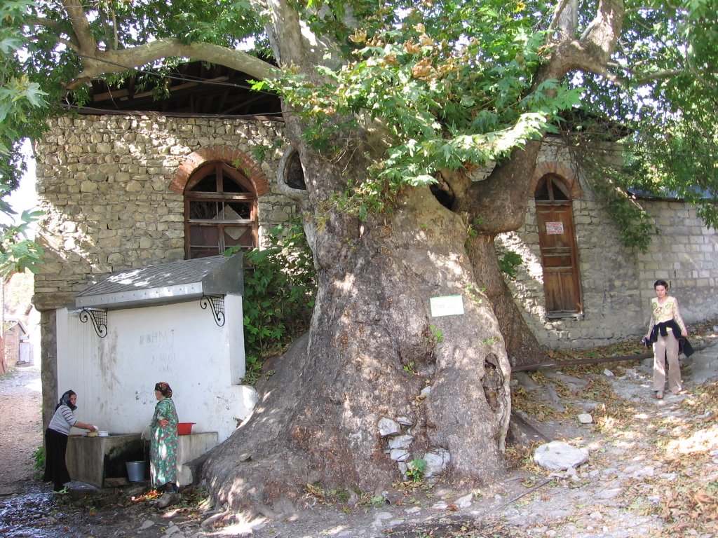Holly Tree