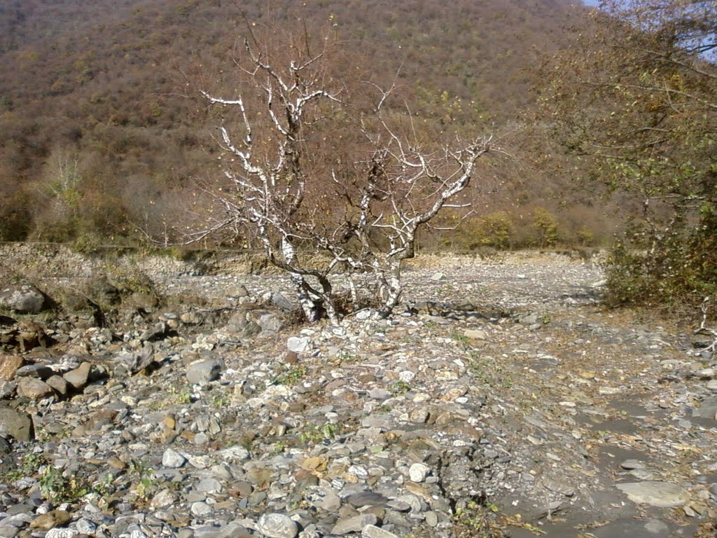 облепиха
