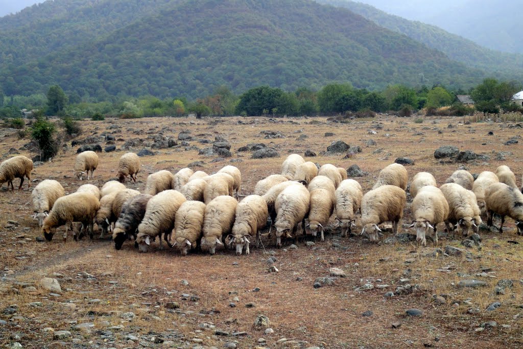 Sheep