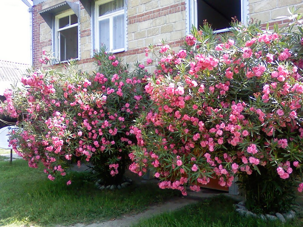 My house