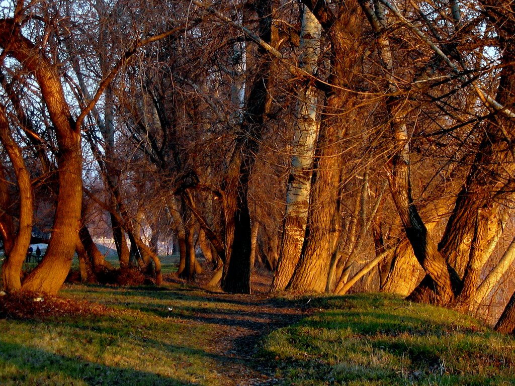 Lemenő nap fényei/ Tisza part/
