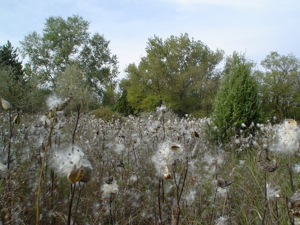 Kivirágzott