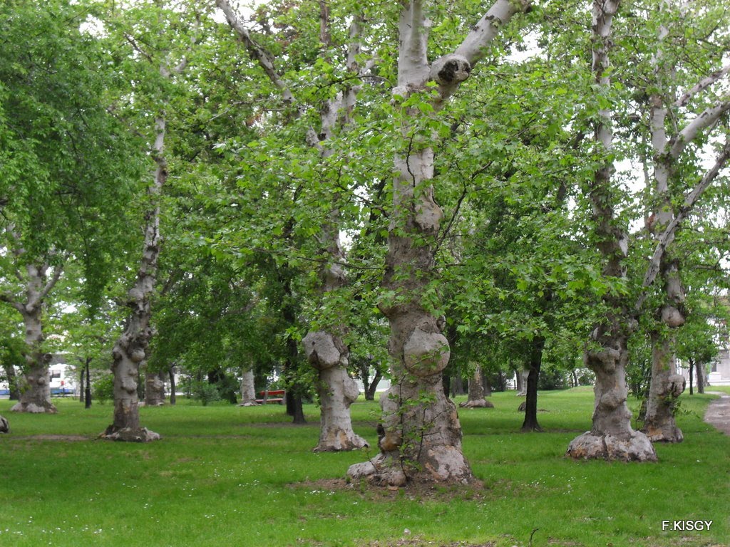 Különleges fák a parkban.