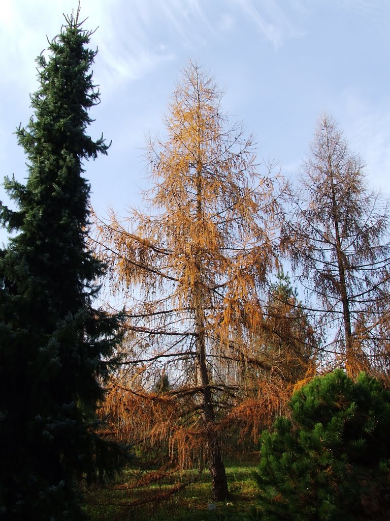 Avasi arborétum 3. (Arboretum on Avas-hill 3)