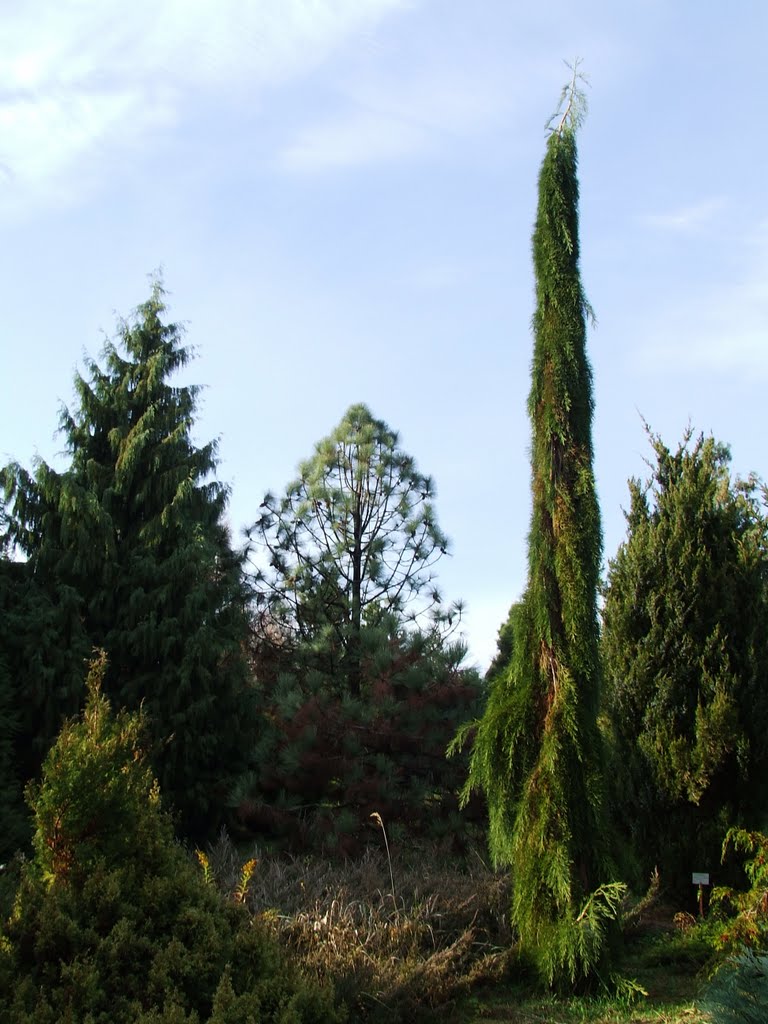 Avasi arborétum 7. (Arboretum on Avas-hill 7)