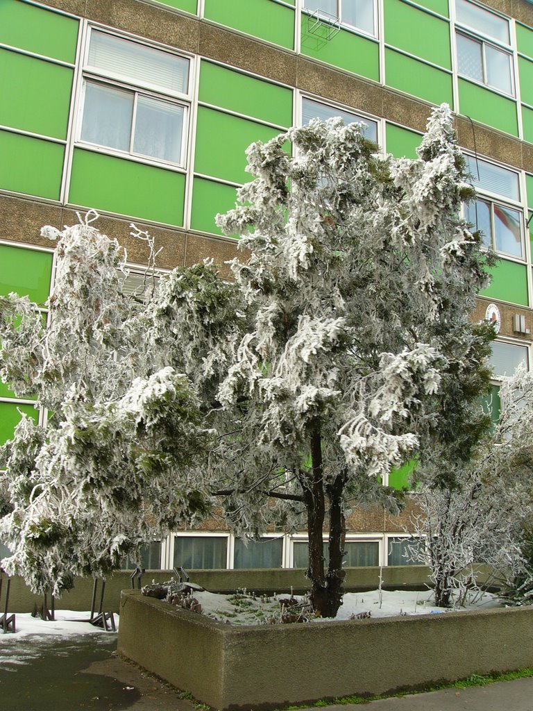 Dunaújvárosi tél 1