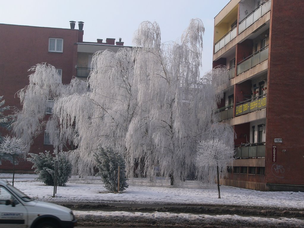 Dunaújvárosi tél 2