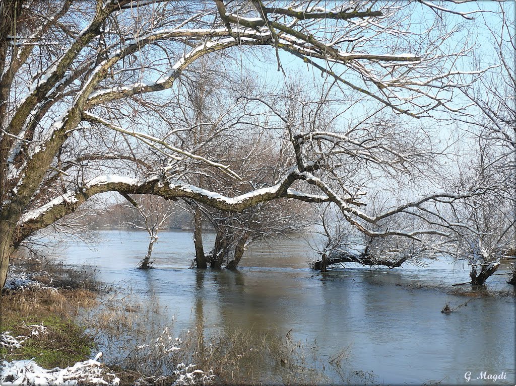 Trees in the water