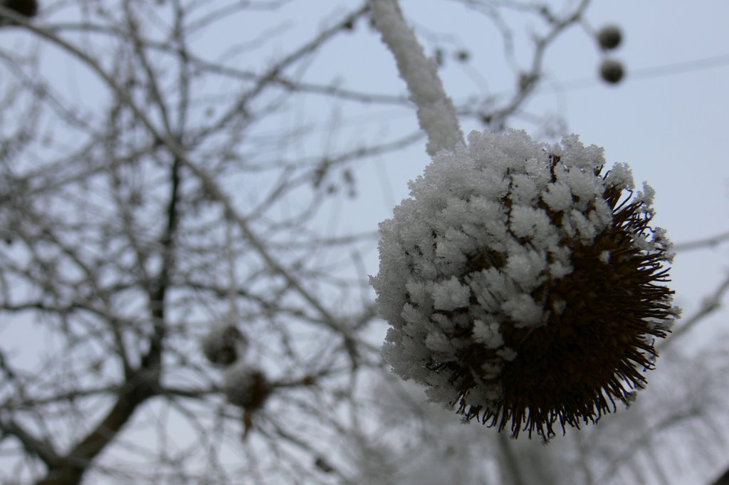 Platán