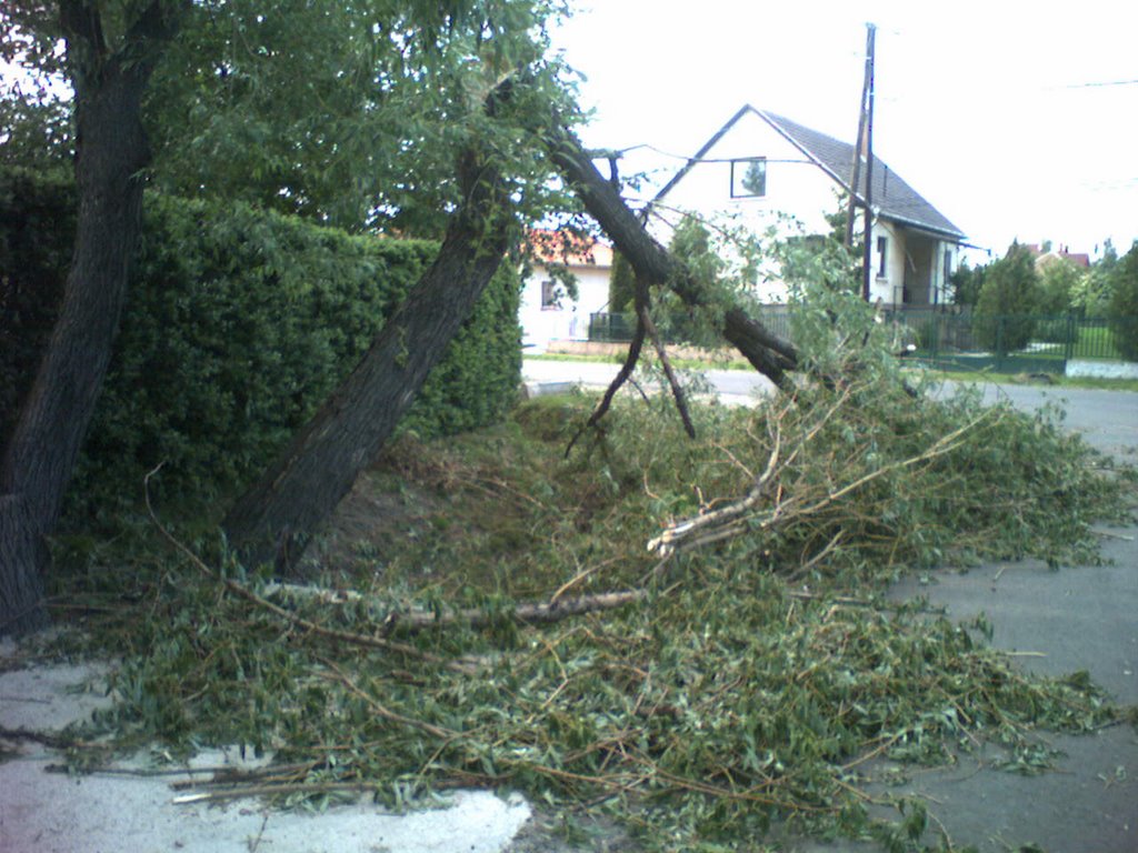 Szél ereje