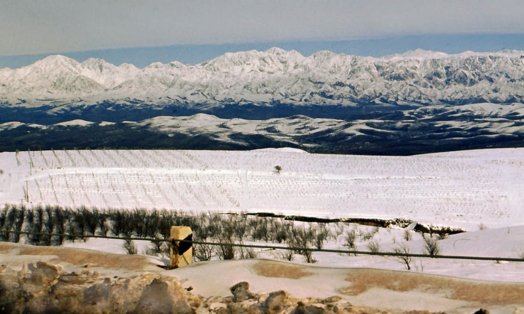 Vineyards under snow. 1984