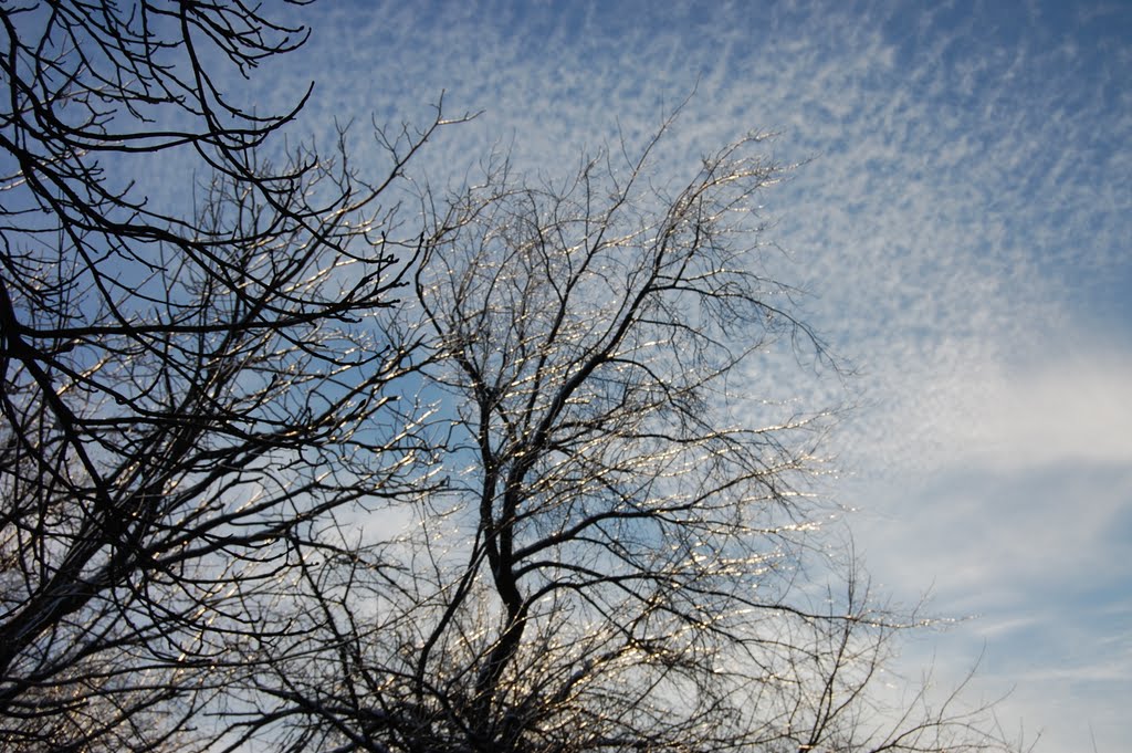 Cristal tops of the trees