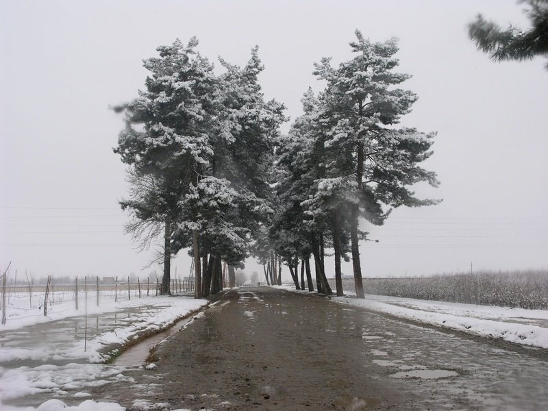 Kunduz in winter