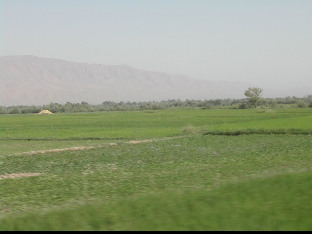 Rice Farms in Taloqan