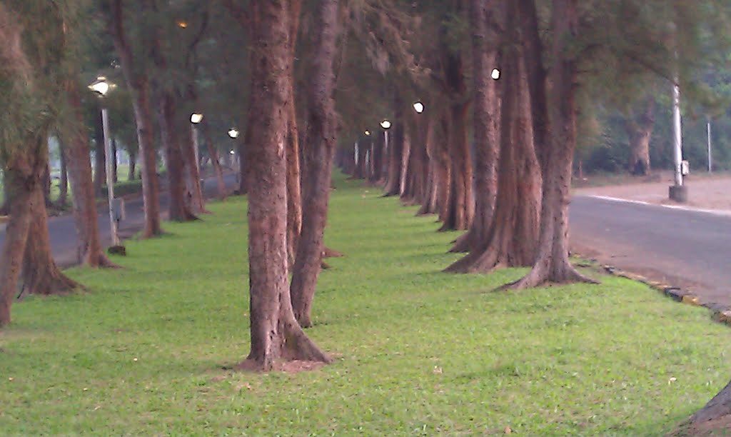 Between the rows