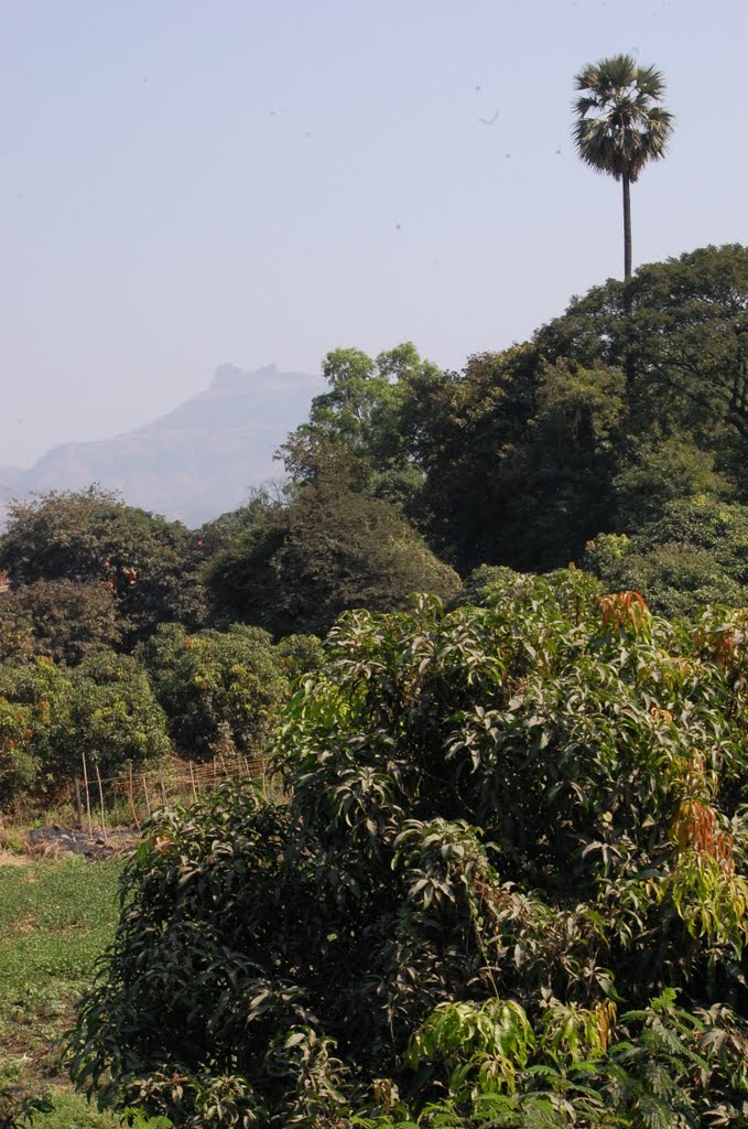 DPAK MALHOTRA, Palm Tree, NH4 Durtagati Marg - Mumbai Pune xpressway, Maharashtra, Bharat