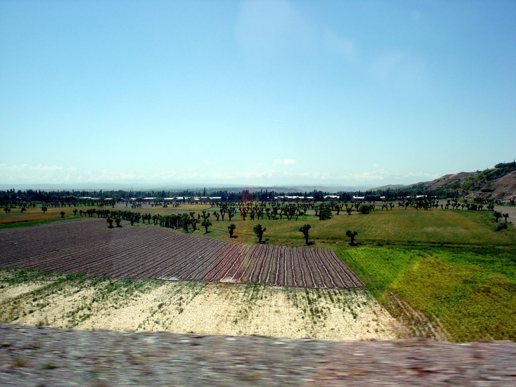 near Spitamen
