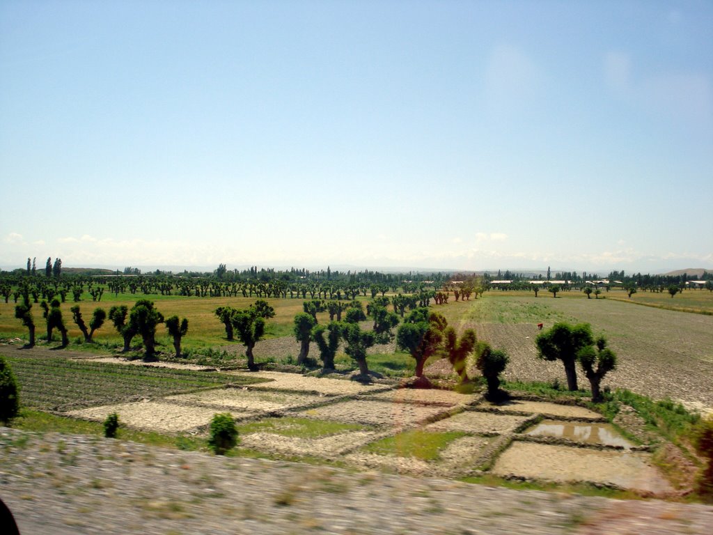 near Spitamen