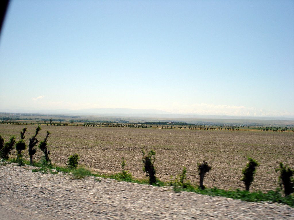 near Spitamen