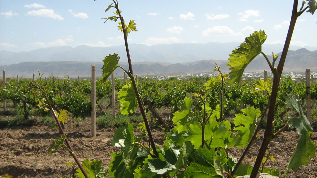 Grape growing near Ashgabat