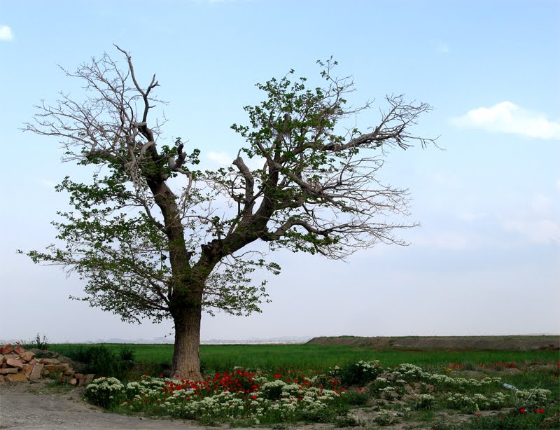 تك درخت