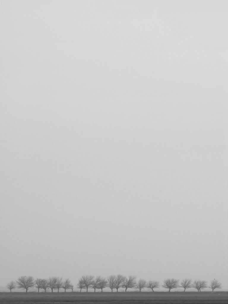 Gray Sky