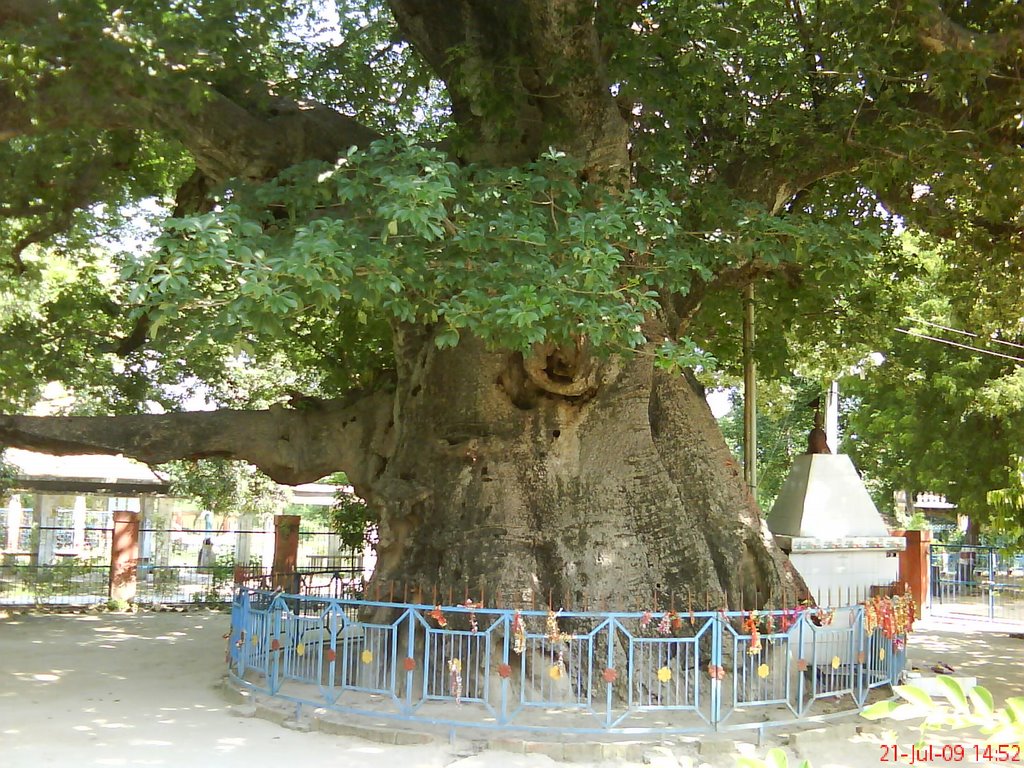 Paarijat (Kalptaru) at Ramnagar, Barabanki