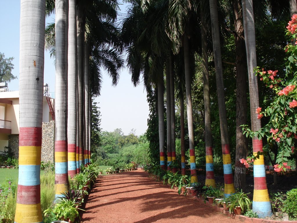 Make over of palm trees in Picnic spot of Lucknow.